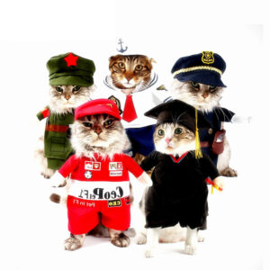 Funny Cat Costumes for Halloween