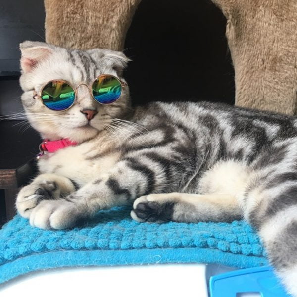 fashion cat sunglasses