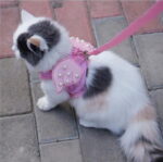 Adorable Angel Wings Cat Lead