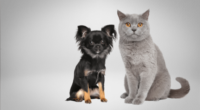 kittycat gifts for pets