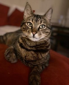 Abyssinian cat Aegean Cat