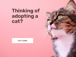 Thinking of adopting a cat?