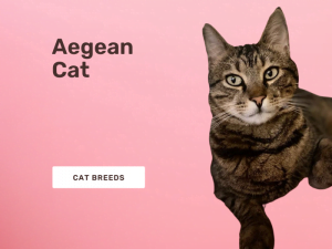 Aegean cat Breed