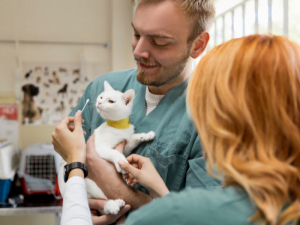 Thinking of Adopting a Cat?