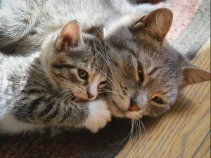 Thinking of Adopting a Cat?