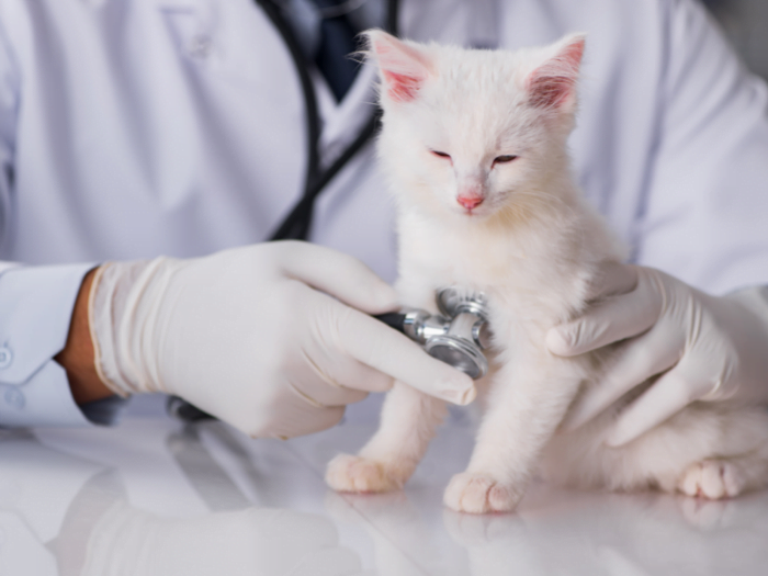 Cancer in cats diagnosis