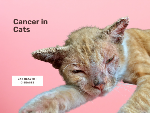 Cancer in cats