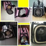 Trendy Kitty Cat Carrier