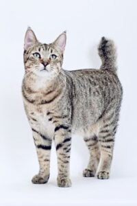American Bobtail Cat Breeds KittyCat Gifts