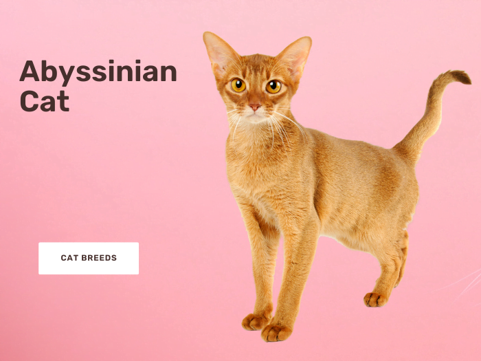 Abyssinian Cat Breed