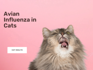 avian influenza in cats