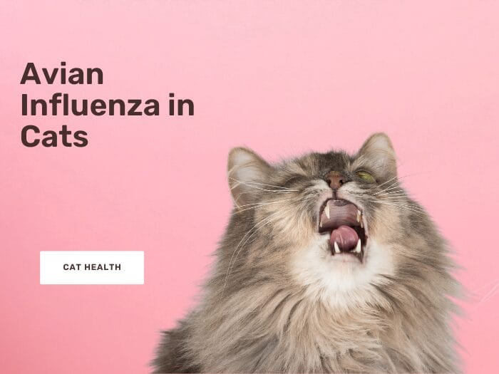 avian influenza in cats