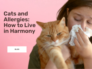 cats and allergies