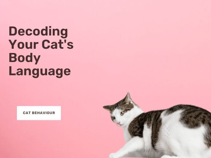 Decoding Your Cat's Body Language