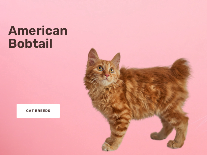Cat Breeds American Bobtail