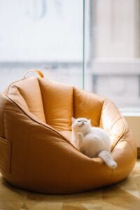 Cat-proofing your living room