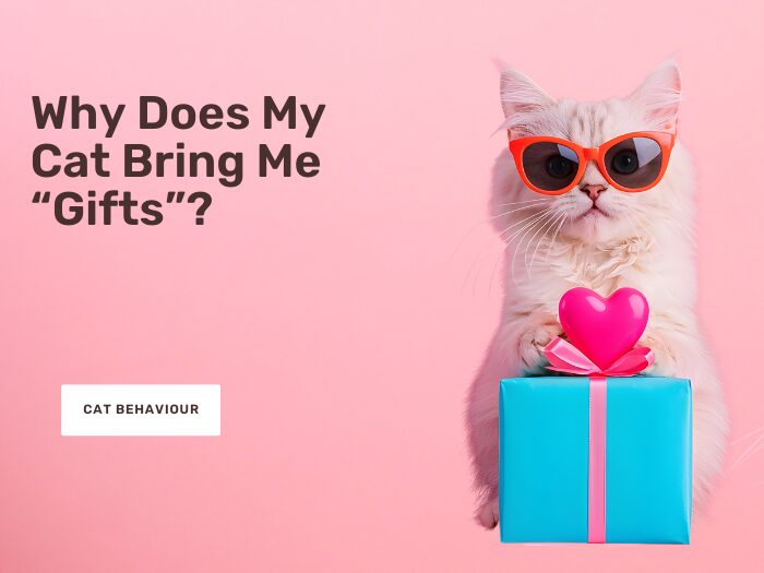 Why Does My Cat Bring Me “Gifts”?