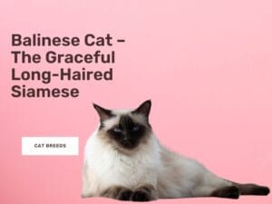 Balinese Cat – The Graceful Long-Haired Siamese