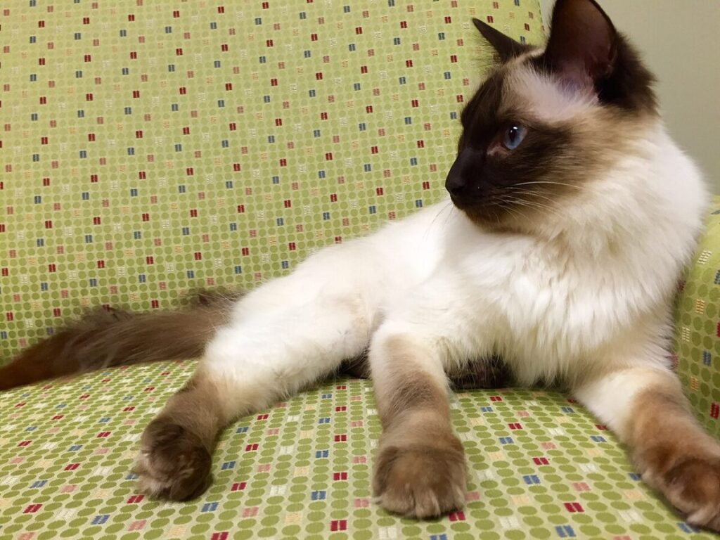 Balinese Cat Balinese Cat – The Graceful Long-Haired Siamese