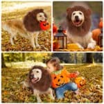 Lion Mane Dog Costume with Ears and Tail
