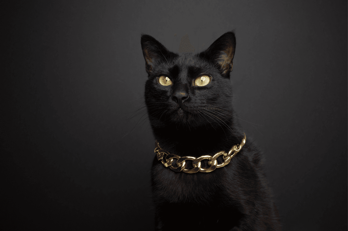 Top 10 Cat Gifts Top 10 Cat Gifts You Didn’t Know You Really Needed